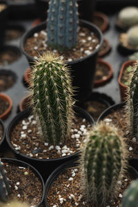 Close-up of potted plant