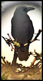 Close-up of lizard on sand