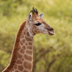 Close-up of giraffe