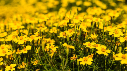 Close-up of yellow flowering plants on field