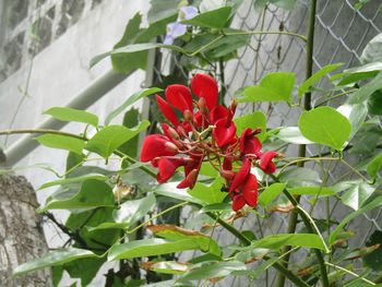 Low angle view of red flowers