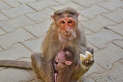 Portrait of monkey lying on ground