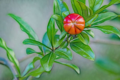 Close-up of strawberry growing on plant