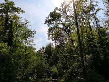 Low angle view of trees in forest against sky