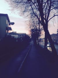 Bare trees along road