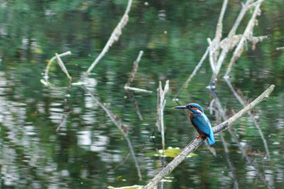 Bird perching on tree