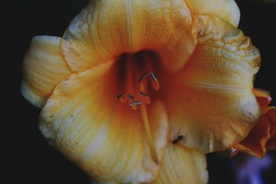 Close-up of orange rose flower against black background