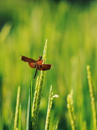 Close-up of insect on grass