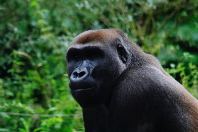 Close-up of monkey looking away