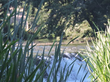 Close-up of bamboo trees on field