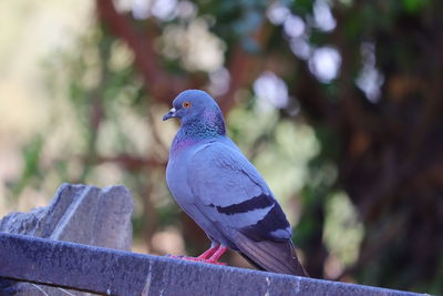 Close-up of pigeon perching on railing