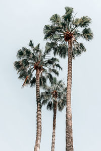 Low angle view of palm tree against clear sky