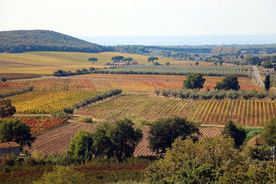 Scenic view of agricultural field against sky