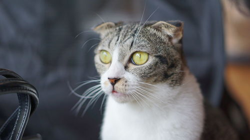 Close-up portrait of a cat