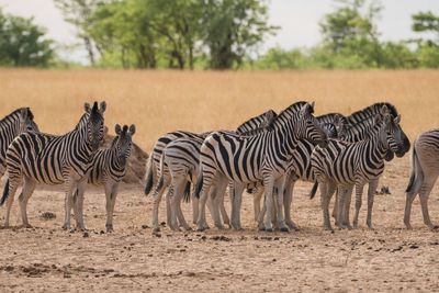 Zebras standing on field against sky