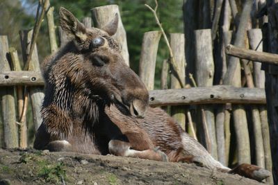 Moose resting on field against wooden fence