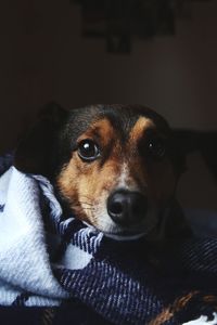 Close-up portrait of dog at home