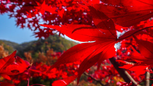 Close-up of red maple leaves