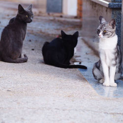 Cats sitting outdoors