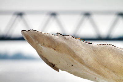 Close-up of sea against sky