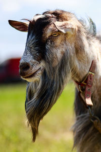 Extreme close-up of goat