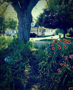 Plants growing in lawn