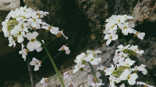 Close-up of white flowering plant