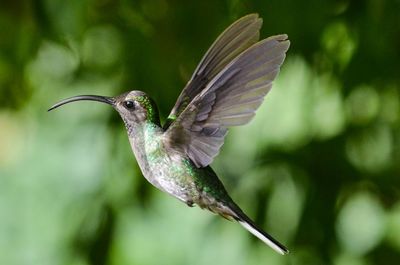 Close-up of hummingbird flying outdoors