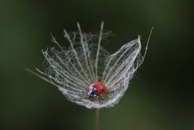 Close-up of insect on flower