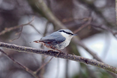 Close-up of bird perching on branch