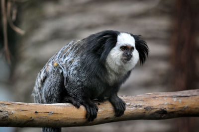 Close-up of monkey sitting on wood at zoo