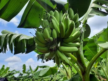 Close-up of bananas