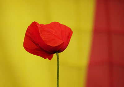 Close-up of red poppy flower