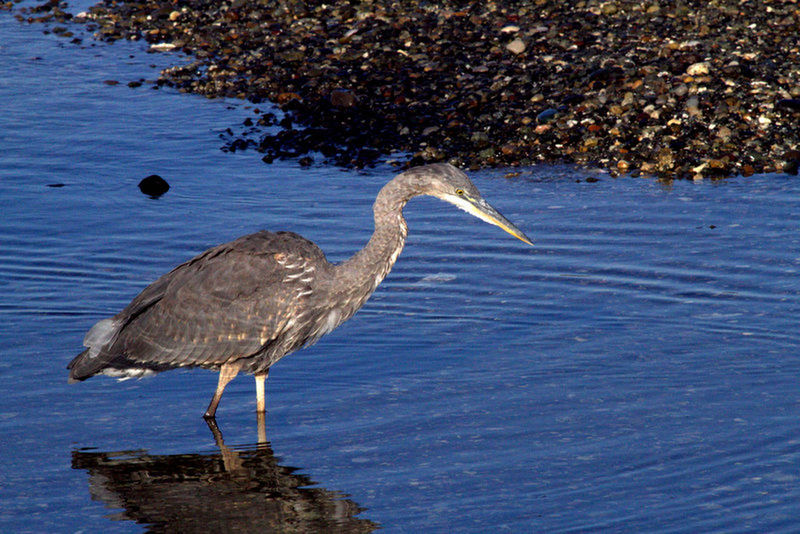 VIEW OF BIRDS IN WATER