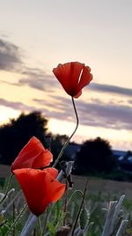 Close-up of red poppy on field against sky during sunset