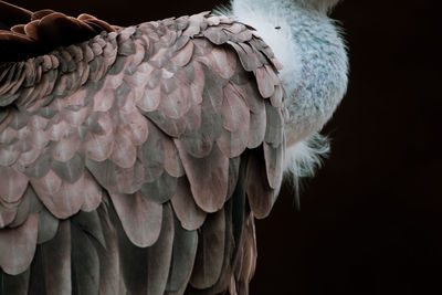 Close-up of parrot perching on black background