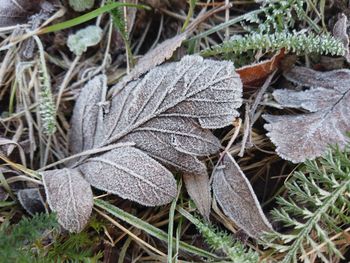 Close-up of frozen leaves on field