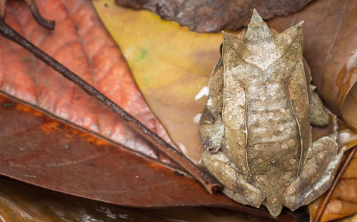 High angle view of crab on dry leaves