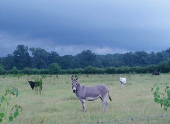 Horse grazing on grassy field