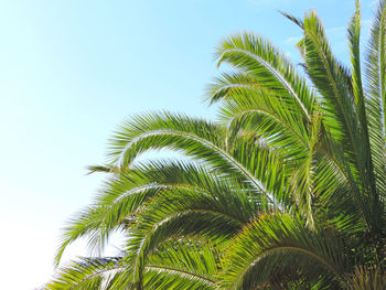 Low angle view of palm trees against clear sky