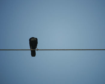 Low angle view of bird perching on cable against clear sky