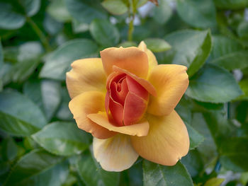 Close-up of rose flower