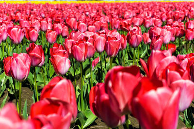 Close-up of pink tulips blooming outdoors