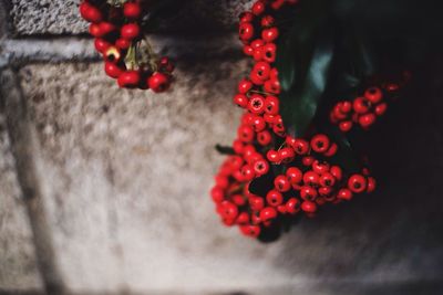 Close-up of red berries