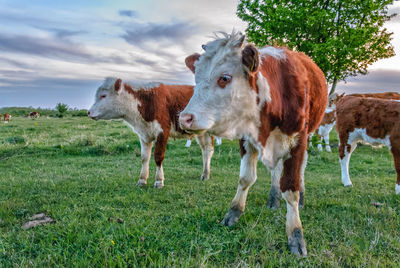 Cows on landscape against sky