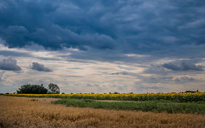 Scenic view of field against sky