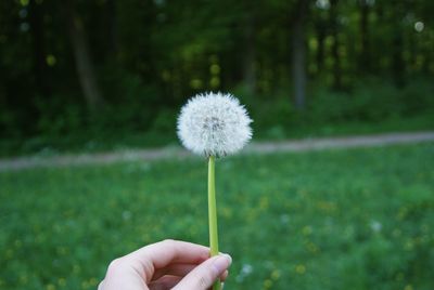 Close-up of hand holding dandelion against grass