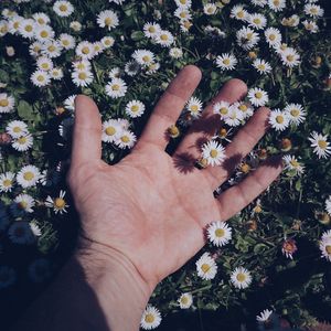 Cropped hand of man amidst flowering plants outdoors