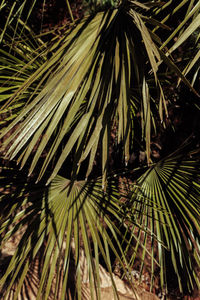 Close-up of pine tree