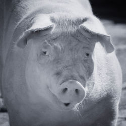 Close-up portrait of a horse